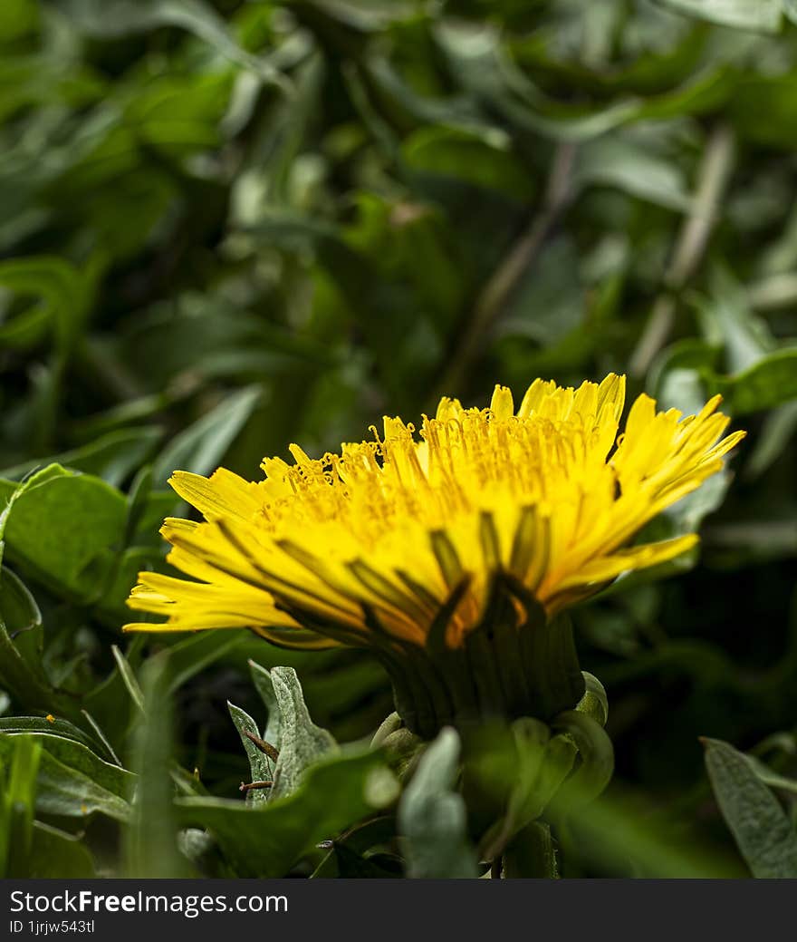 Macro photo of a beautiful dandelion flower from my garden. Macro photo of a beautiful dandelion flower from my garden.