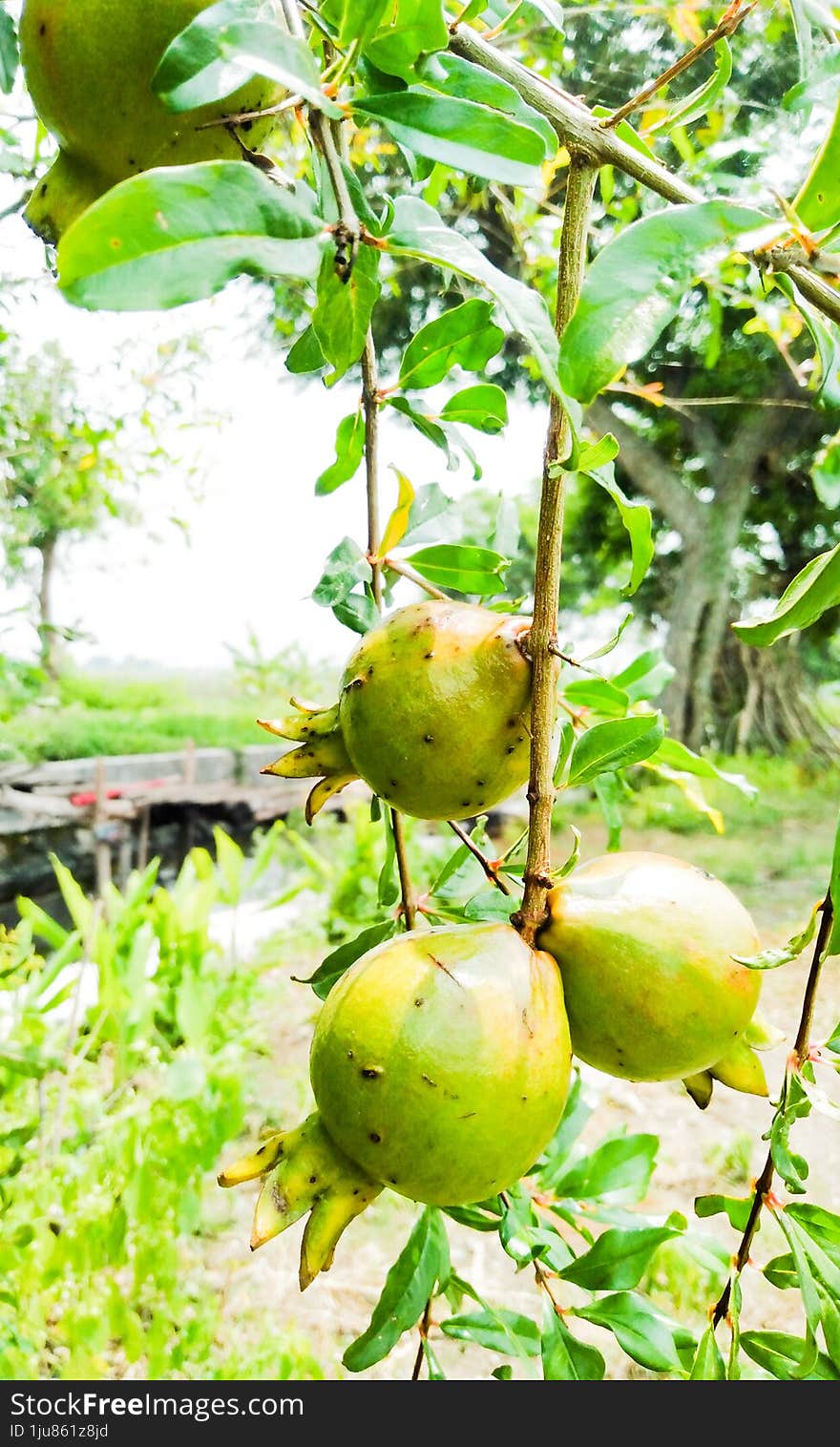 pomegranate White pomegranate is mostly used as traditional herbal medicine