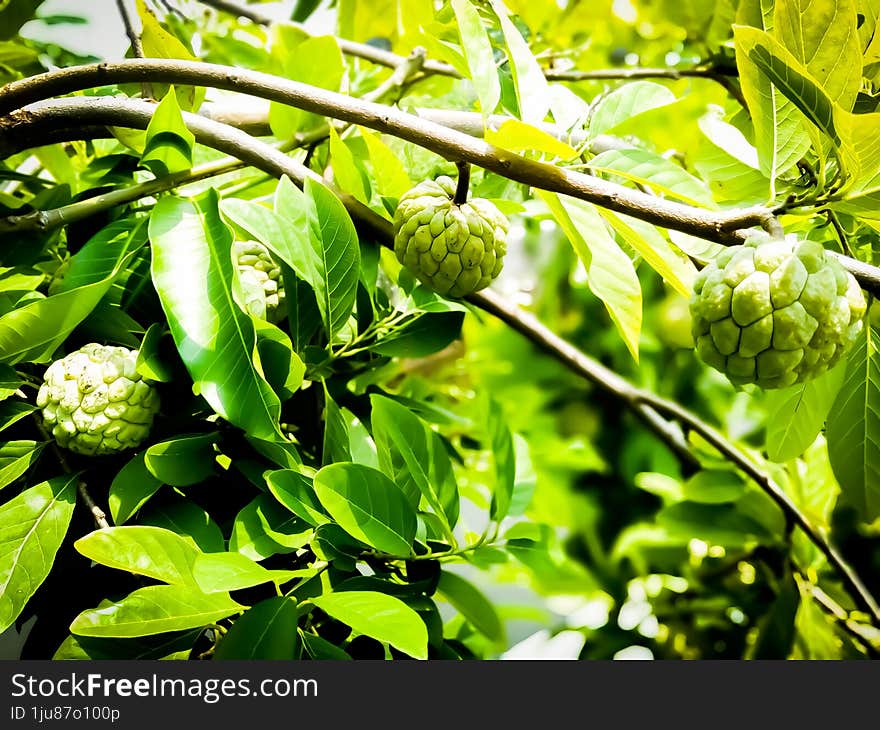 Srikaya fruit may be difficult to find this fruit at this time