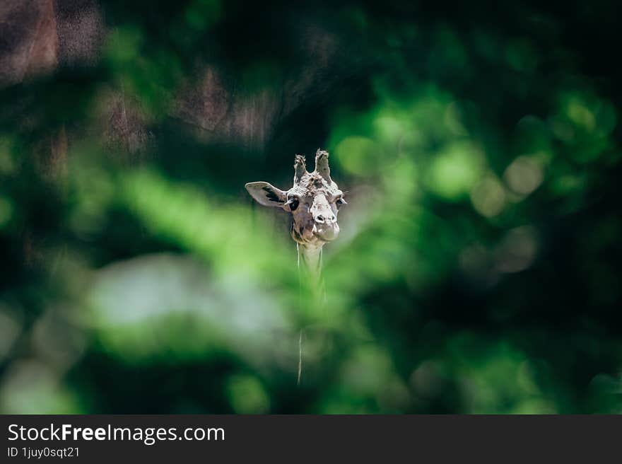 Young giraffe visible through thick foliage.