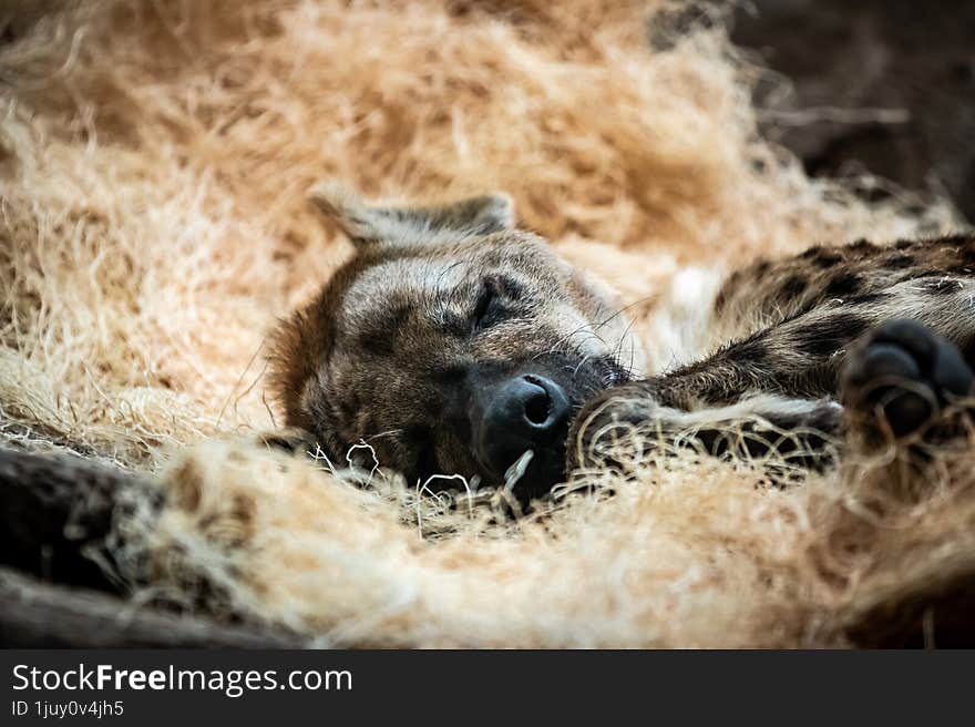 Hyena Sleeping In Bed Of Straw.