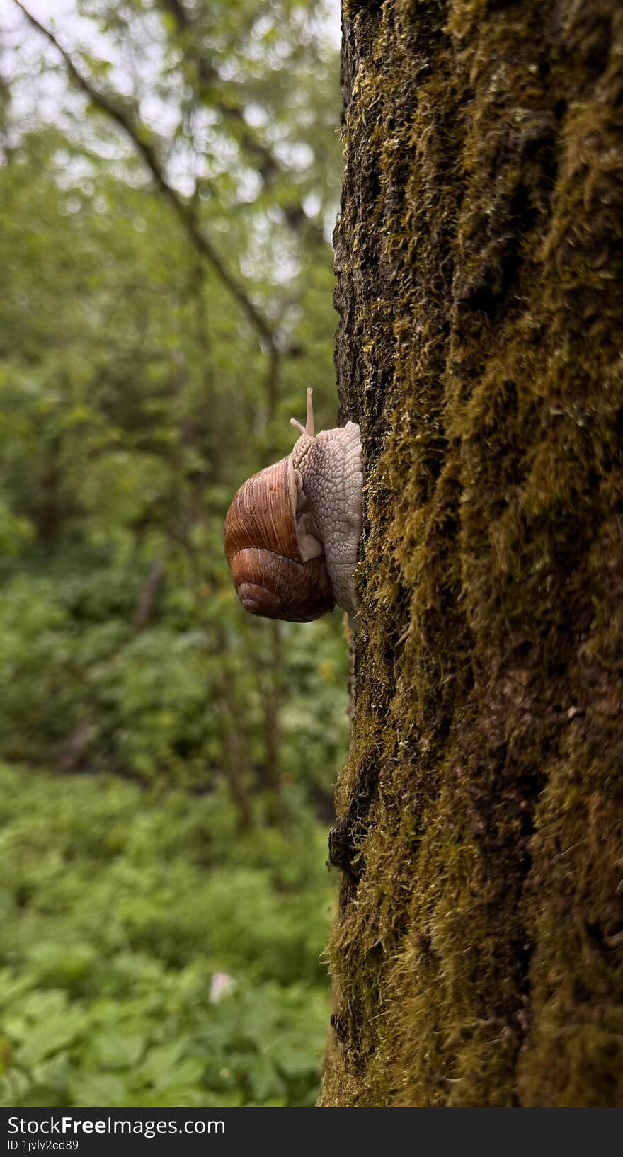 Huge snail climbing the tree