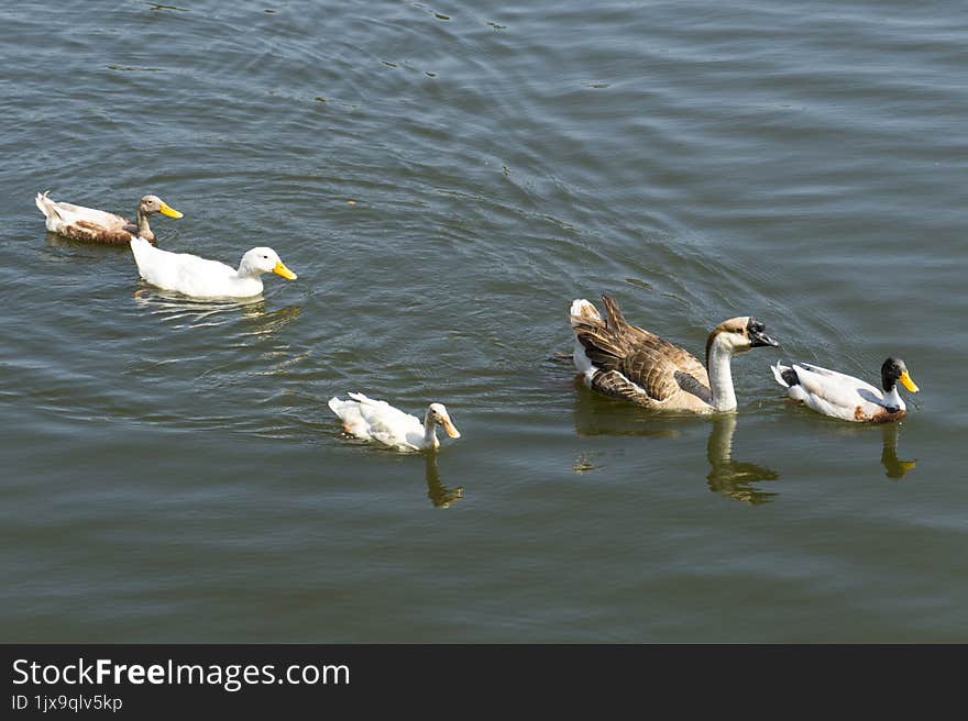 Group of ducks with different colors swimming in the pond