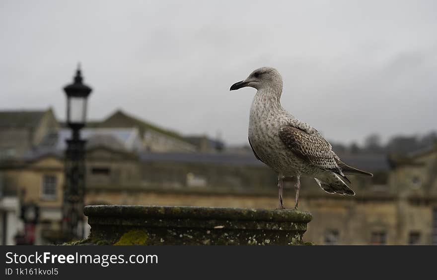 A bird goose at bath