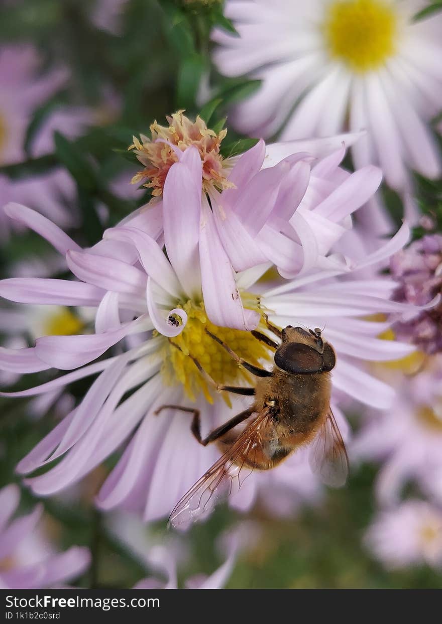 the flower s joy when it sees the bee