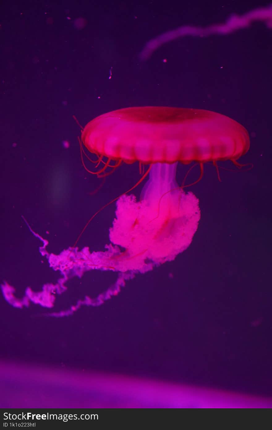 Pink Jellyfish In The Water