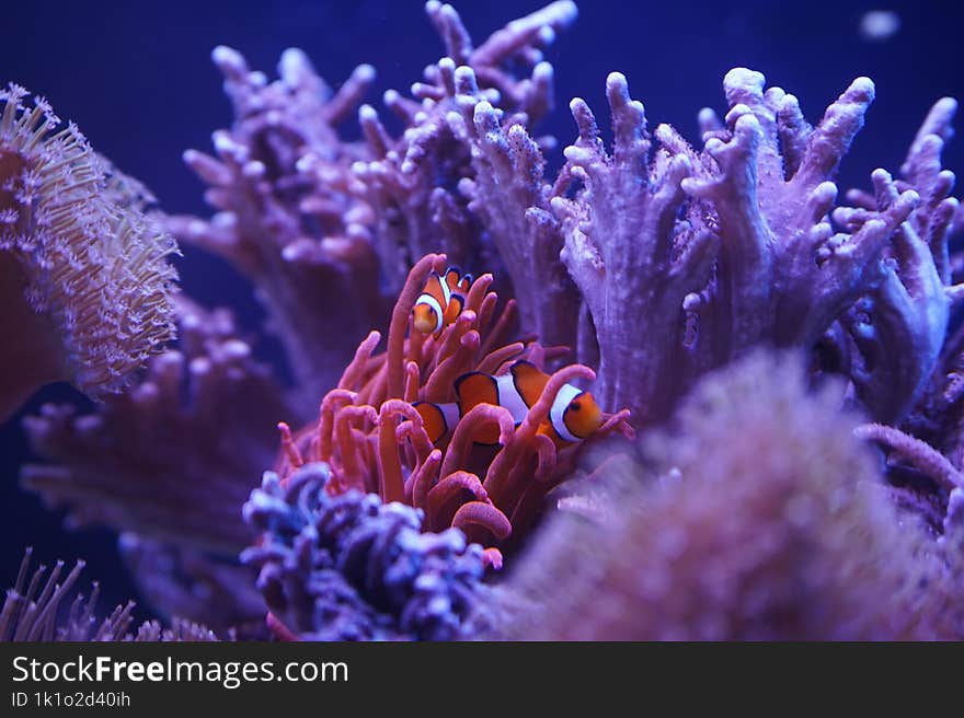 nemo fish in water with corals