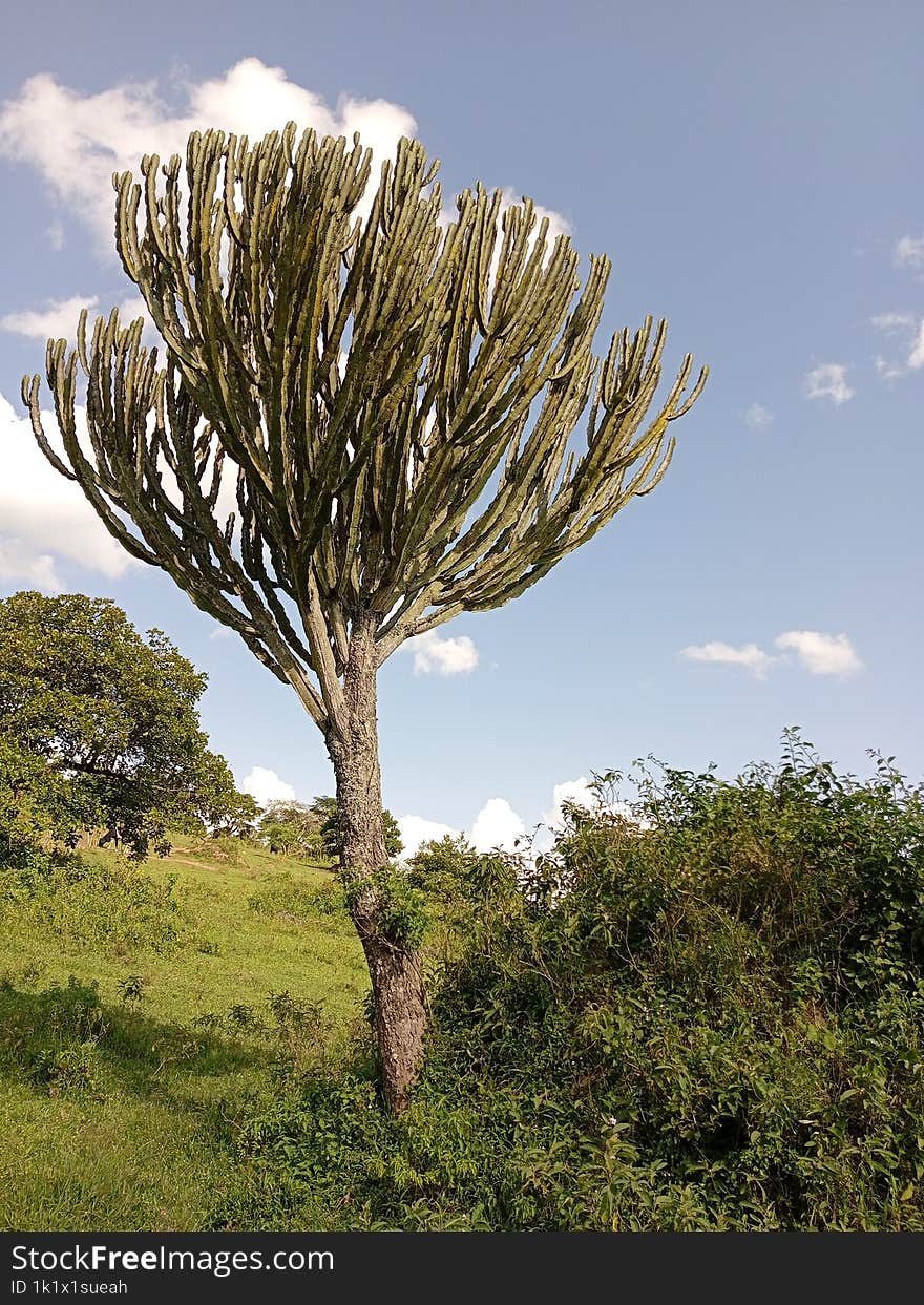 Beautiful cactus tree in Savannah vegetation