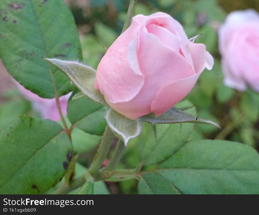 A Small Pink Rose Blooming