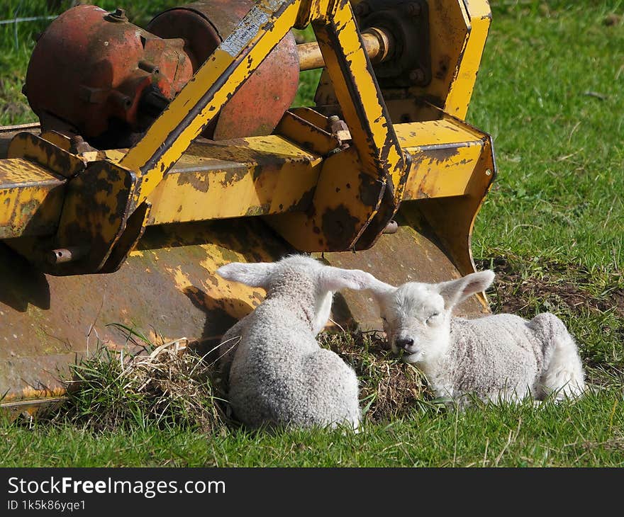 Lambs Resting By Farm Machinery.