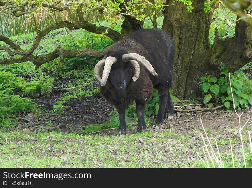 Hebridean Ram with four horns.