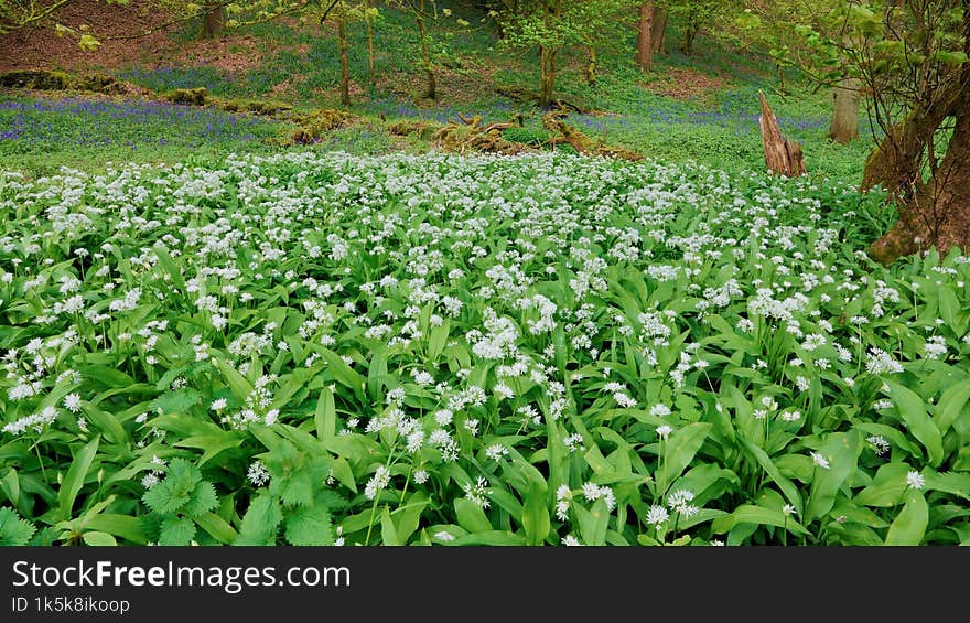 Ramsons in flower during spring in the Uk.