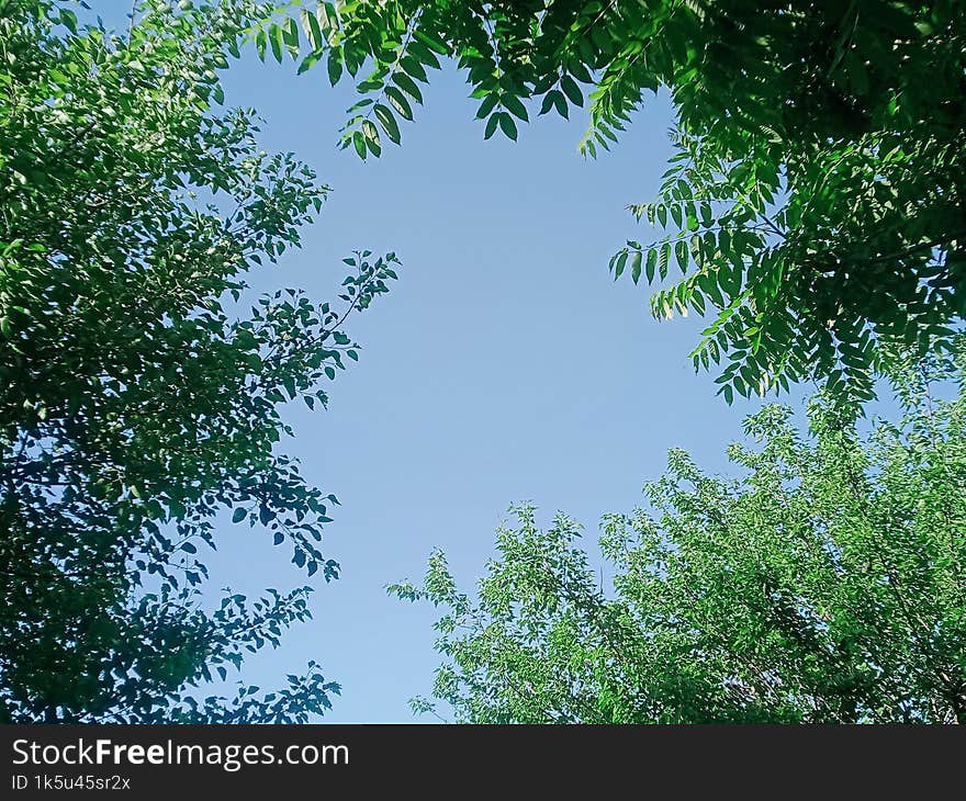 Nature Sky With Green Trees