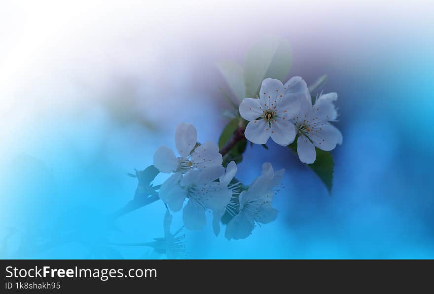 Incredibly beautiful Nature.Fantasy design.Modern Art. Magic Artistic Wallpaper.Dream, line.Blue Background, colorful.Watercolor illustration. Background for relax.Web Banner .Abstract nature background.Beauty in Nature.Pure,clean.Plant,ecology.White Color.Amazing Photo.Fresh,freshness.Softness,soft.Creative Wallpaper.Colorful Scene in Vintage Tones.Natural Macro Photos and Tranquil Scene.Colorful Photo.Colorful Background.Celebration,love. Colors.Spring Cherry Blossom.Sakura.Blue Background.Blue Sky and Spring Tree. Incredibly beautiful Nature.Fantasy design.Modern Art. Magic Artistic Wallpaper.Dream, line.Blue Background, colorful.Watercolor illustration. Background for relax.Web Banner .Abstract nature background.Beauty in Nature.Pure,clean.Plant,ecology.White Color.Amazing Photo.Fresh,freshness.Softness,soft.Creative Wallpaper.Colorful Scene in Vintage Tones.Natural Macro Photos and Tranquil Scene.Colorful Photo.Colorful Background.Celebration,love. Colors.Spring Cherry Blossom.Sakura.Blue Background.Blue Sky and Spring Tree.