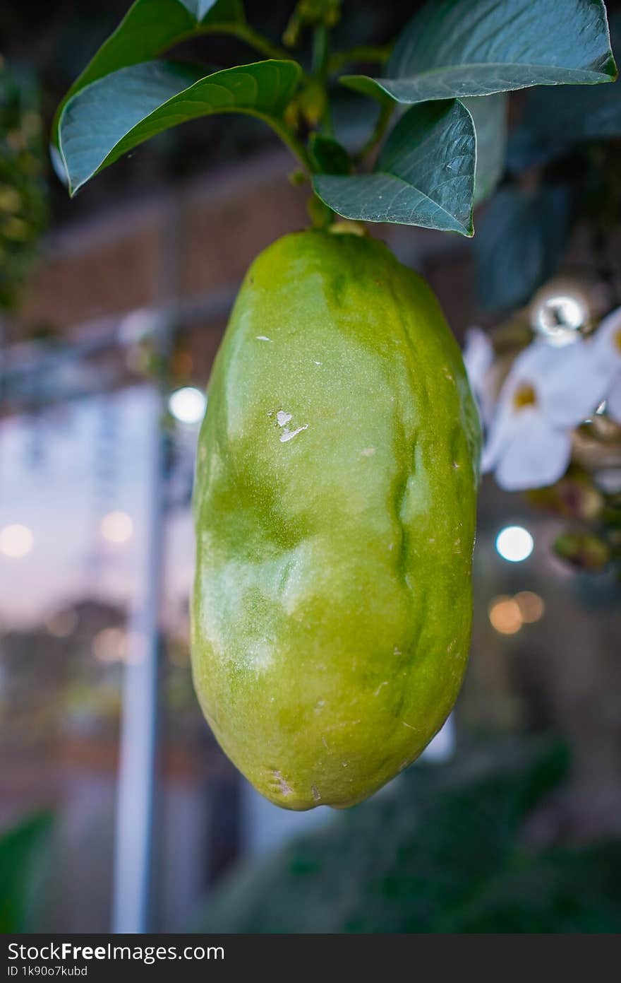 This Image Showcases a Solitary Granadilla Hanging Gracefully from Its Vine. the Fruit& x27 s Smooth, Green Exterior and Distincti