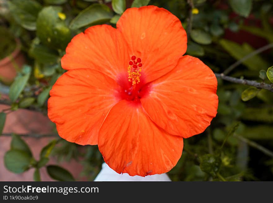 Capture the Vibrant Beauty of Nature with This Close-Up of a Brilliant Orange Hibiscus Flower. Its Radiant Petals and Contrasting Red Center Symbolize Passion and Delicate Beauty, Making It a Perfect Subject for Both Botanical Studies and Decorative Themes.