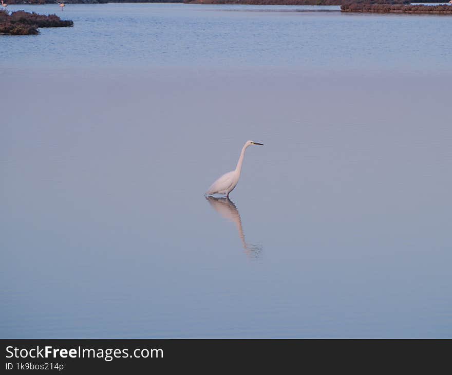 Flamingo in the Ebro River Delta. Flamingos in the Ebro Delta Natural Park, Tarragona. Great Flamingo (Phoenicopterus roseus), Ebro Delta Natural Reserve, Tarragona province, Catalonia, Spain