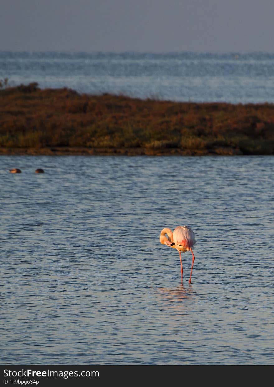 Flamingo in the Ebro River Delta. Flamingos in the Ebro Delta Natural Park, Tarragona. Great Flamingo (Phoenicopterus roseus), Ebro Delta Natural Reserve, Tarragona province, Catalonia, Spain