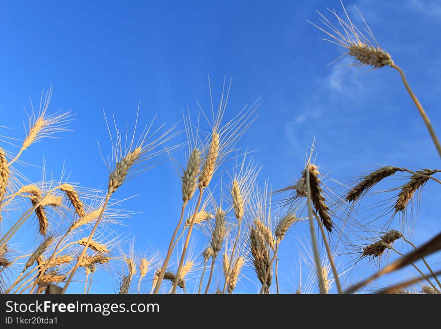 An ear of wheat on the background of the blue sky