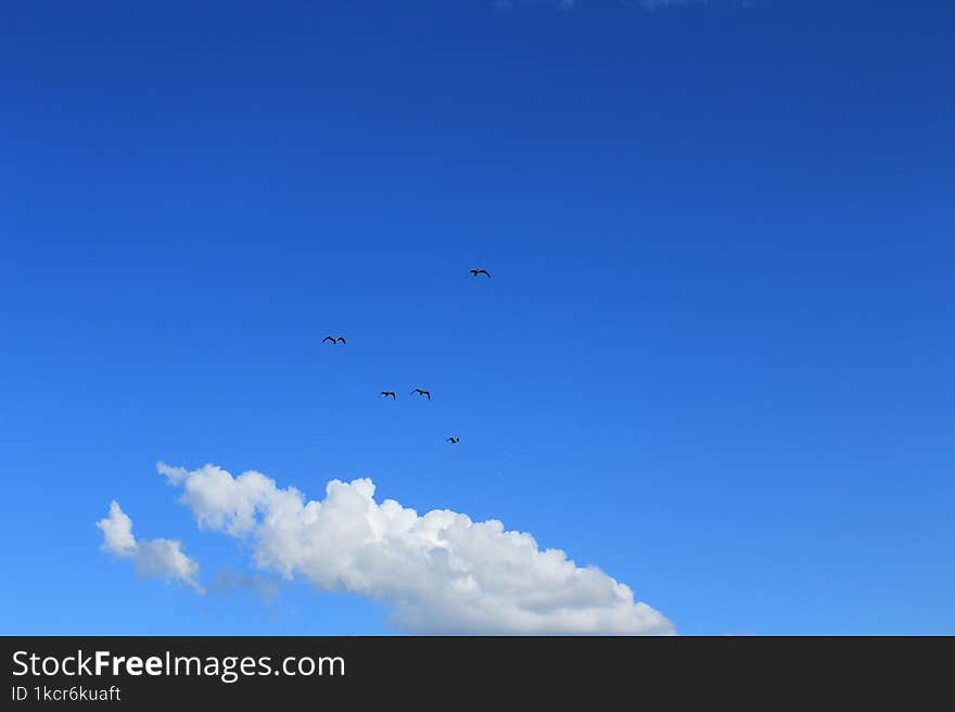 birds on the background of the blue sky