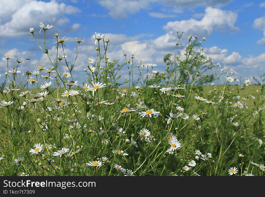 Wild chamomile flowers on the field