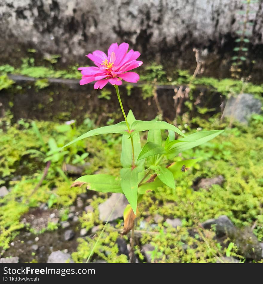 Pink flowers that accidentally grow on the side of the road