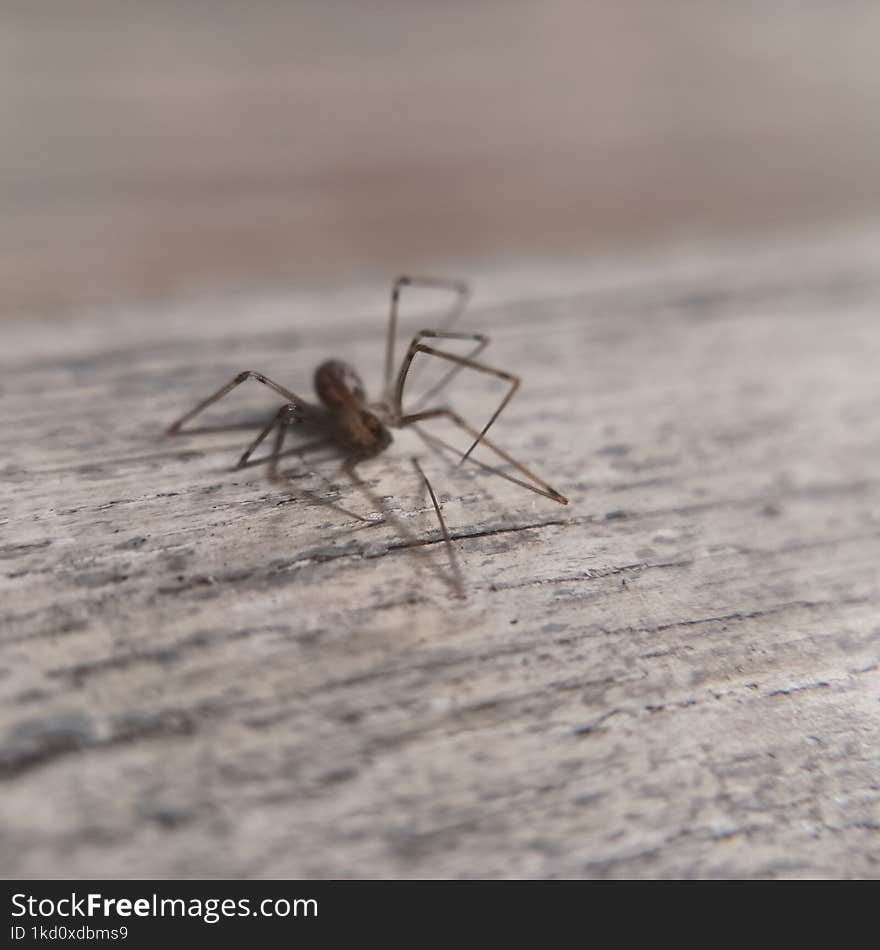 small dead spider on a park bench