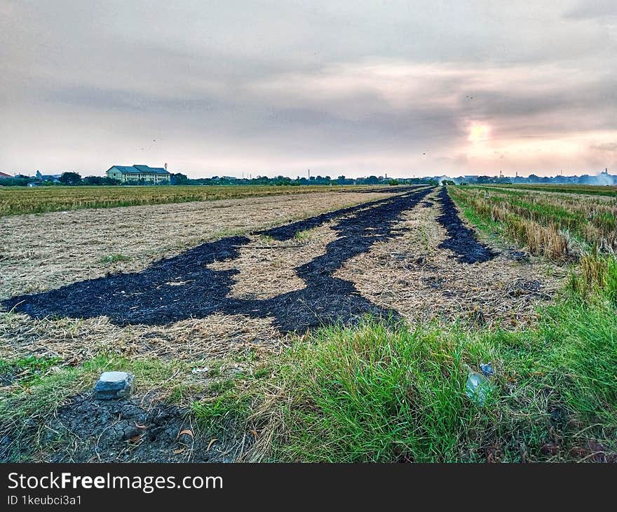 The view in the afternoon shows charcoal from rice straw that has been burned and other straw that has been dried in the hot sun. The view in the afternoon shows charcoal from rice straw that has been burned and other straw that has been dried in the hot sun.