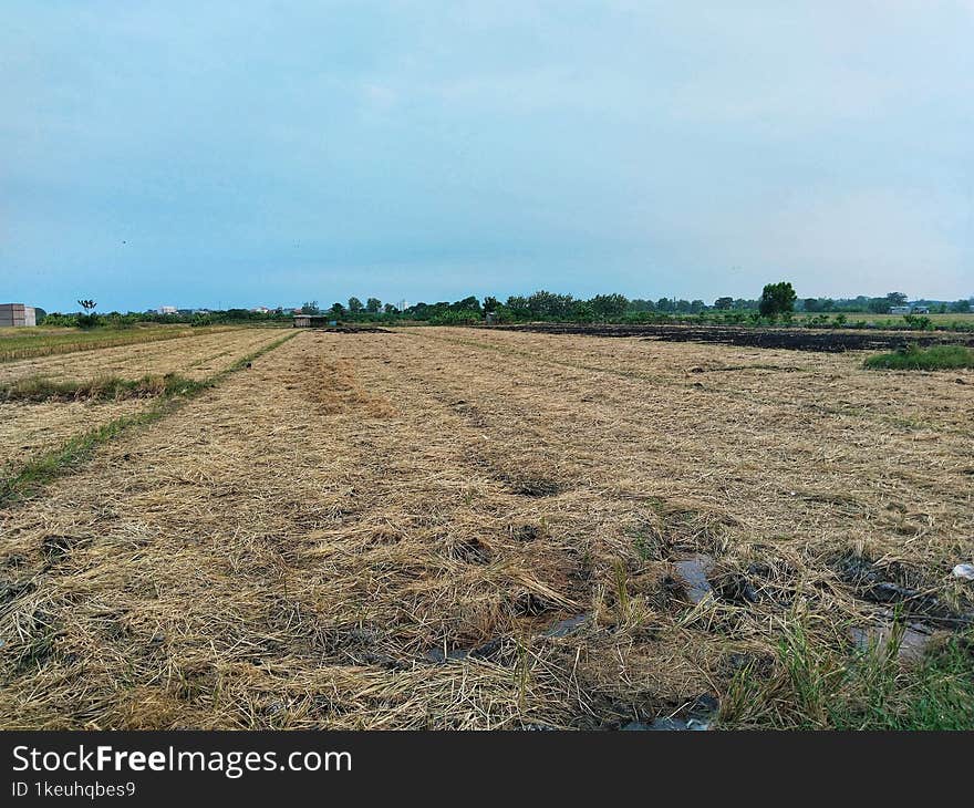 View of rice fields that have been harvested.