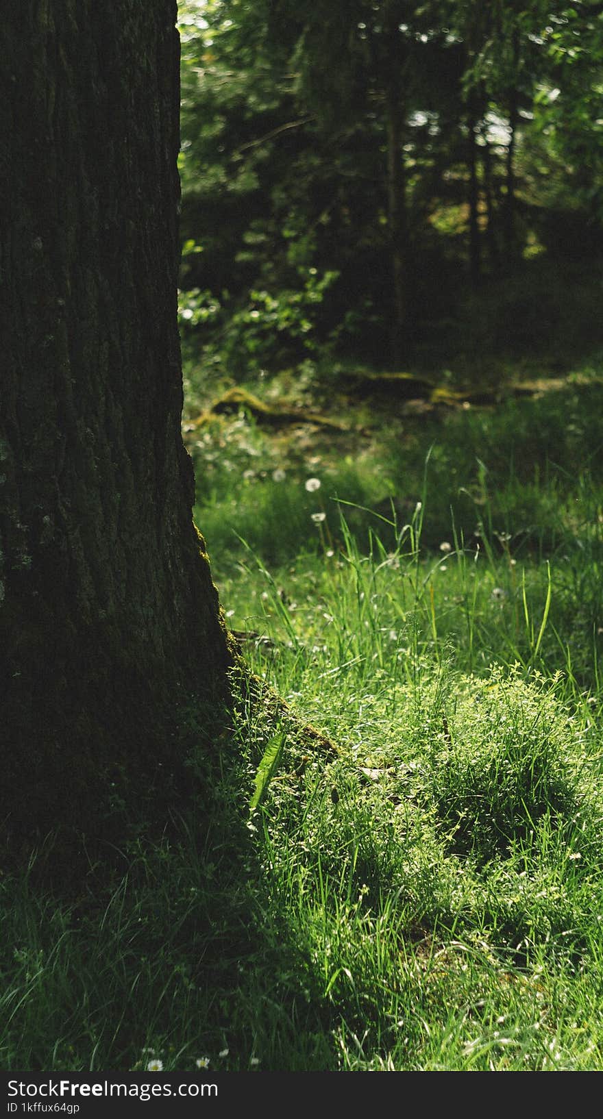 Sun shines through light spruce forest