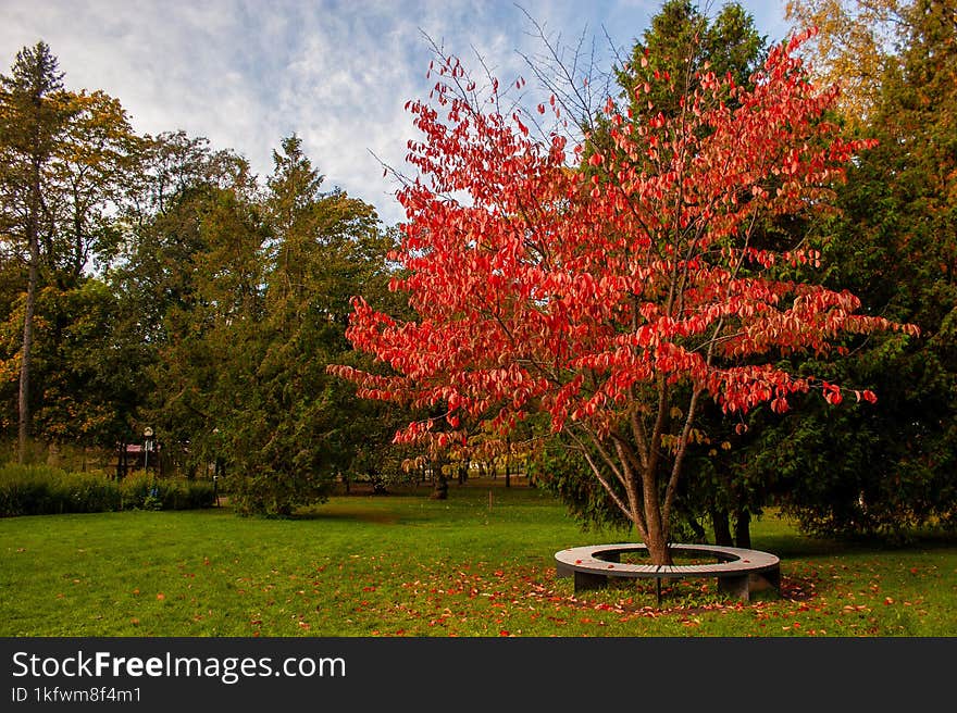 Beautiful tree with red leaves.