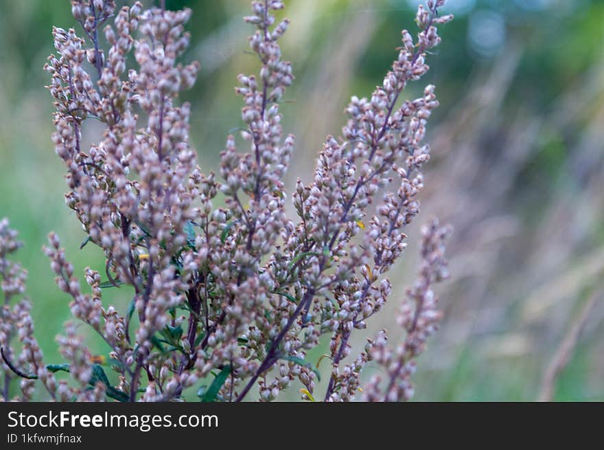 Beautiful plant close up.