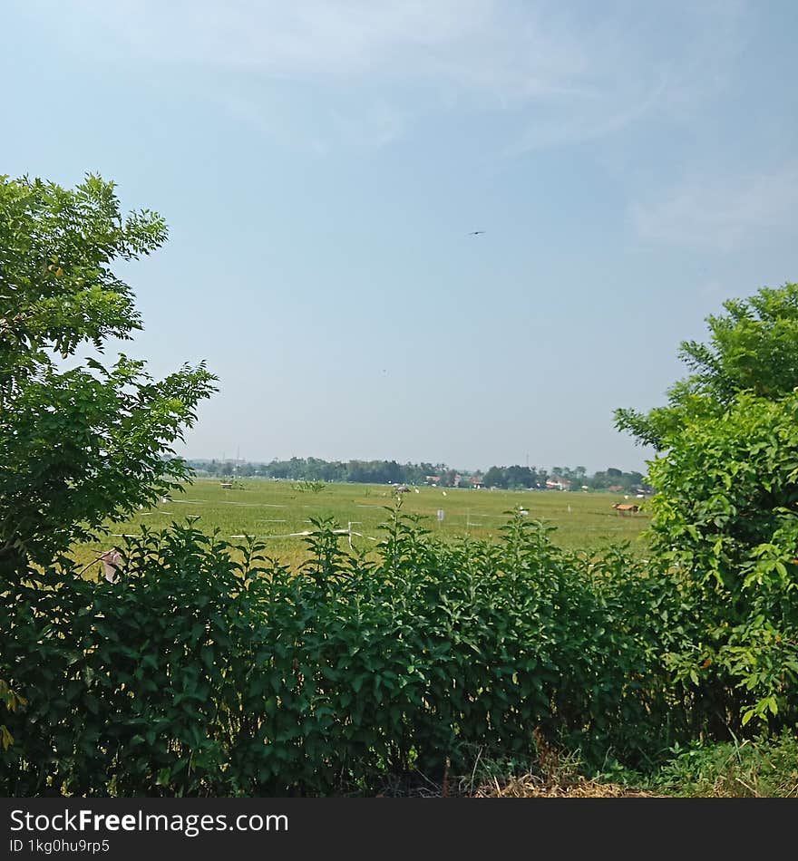 Natural Garden Views And Sky