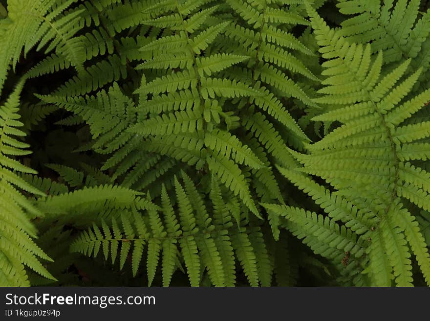 Fern & x28 lat.Polypodi�phyta& x29  leaves close up