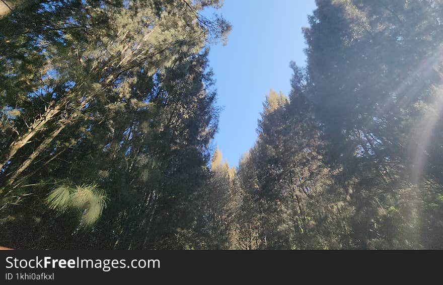 A collection of pine trees on the shore of Lake Toba