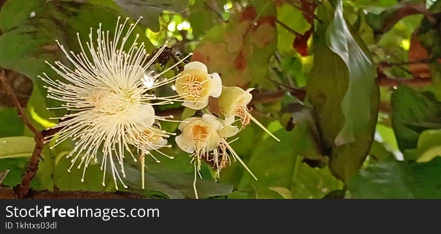 a tiny flower blooms, its delicate petals unfurling like whispers of silk in the gentle breeze.