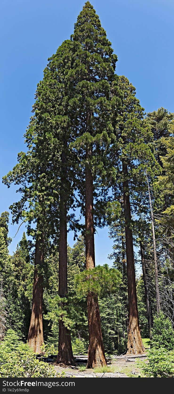 Sequoia red woods forest under a blue sky