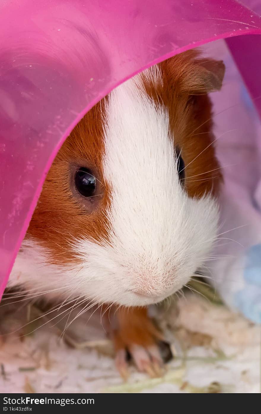 American Guinea pig, close up of face