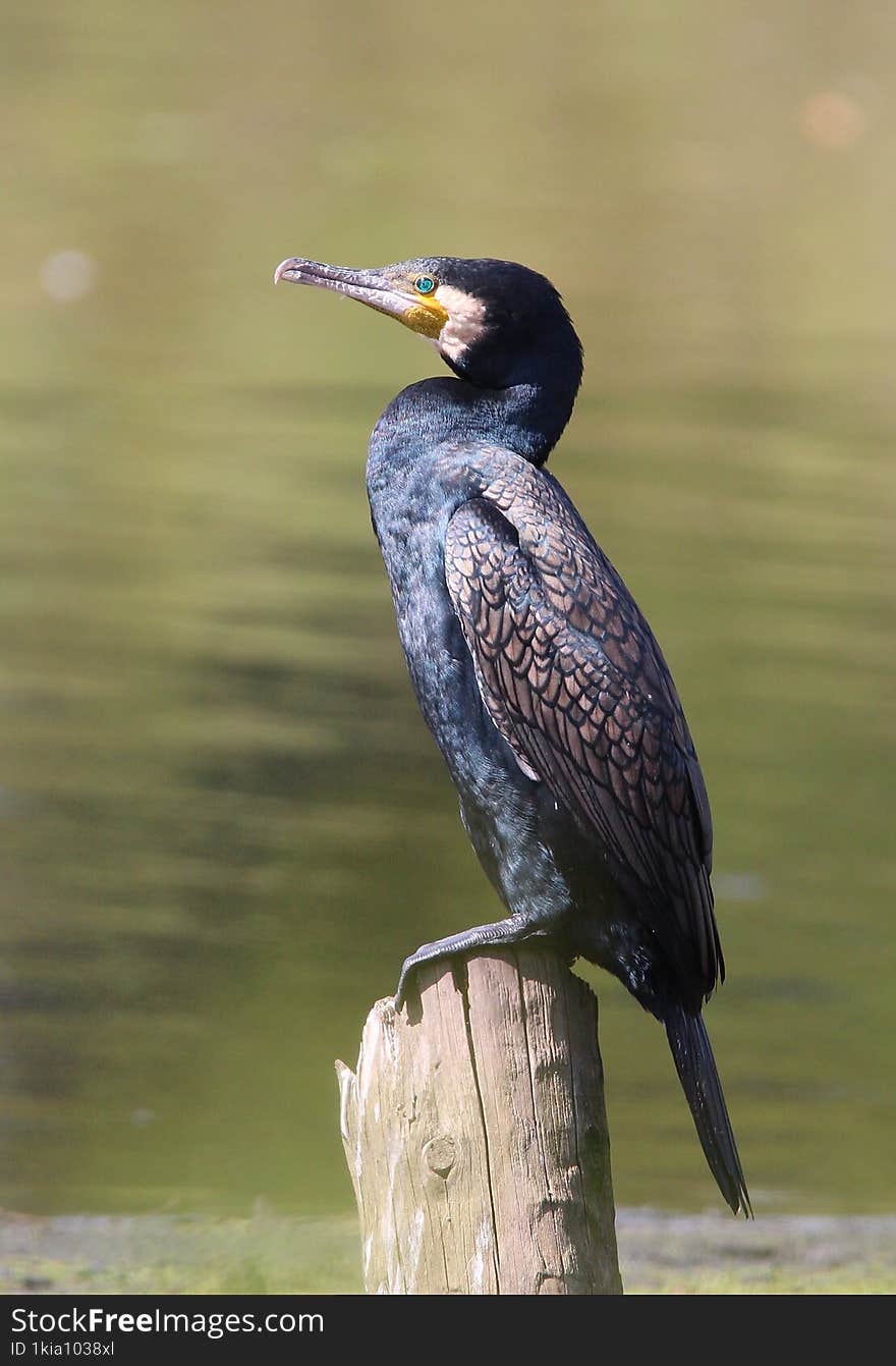 A great cormorant perches above a lagoon