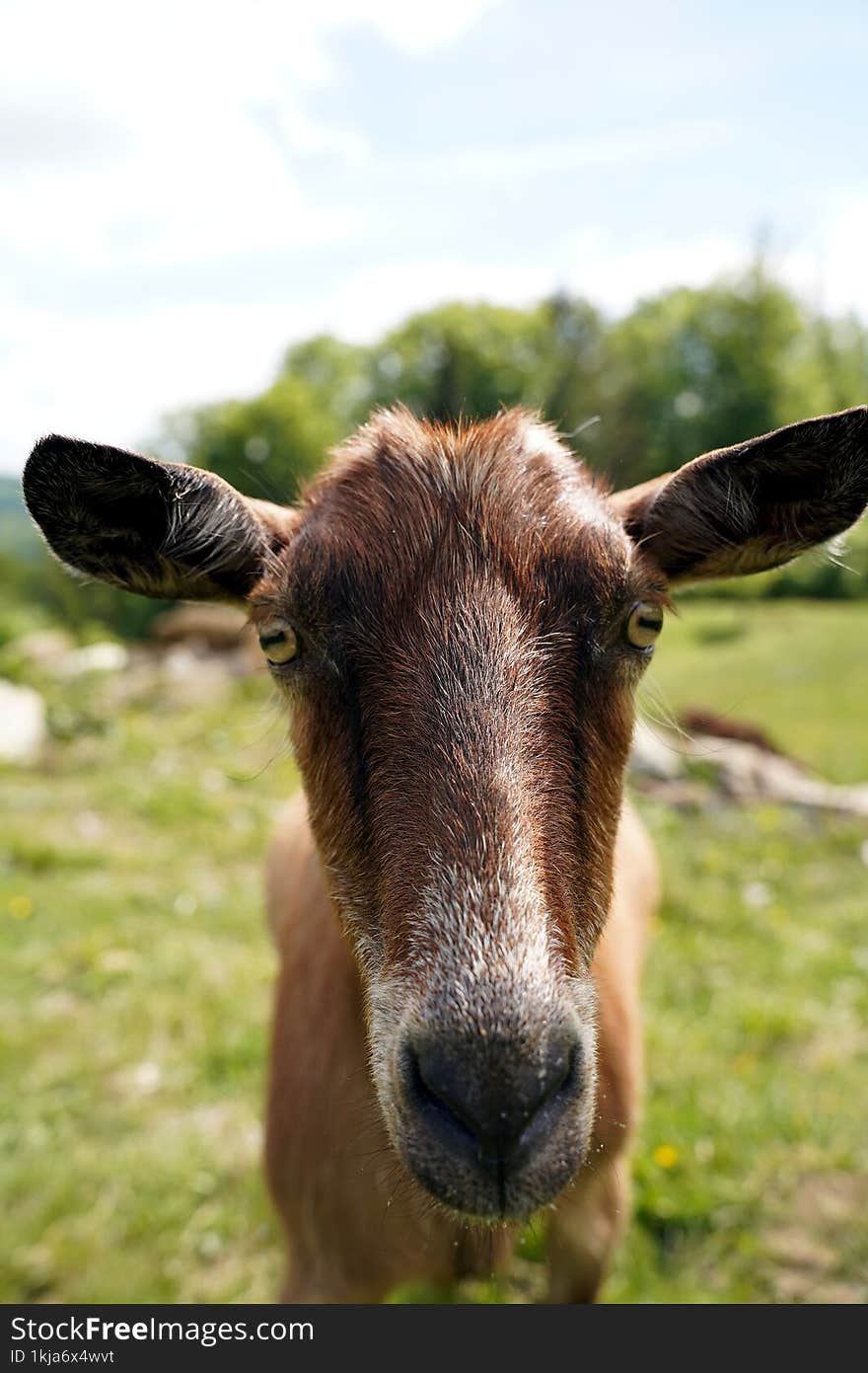 A domestic goat grazes alone.