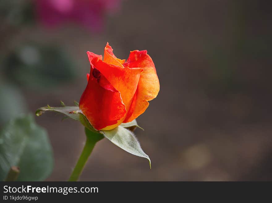 Under The Sun, A Lonely Red Rose Is About To Wither.