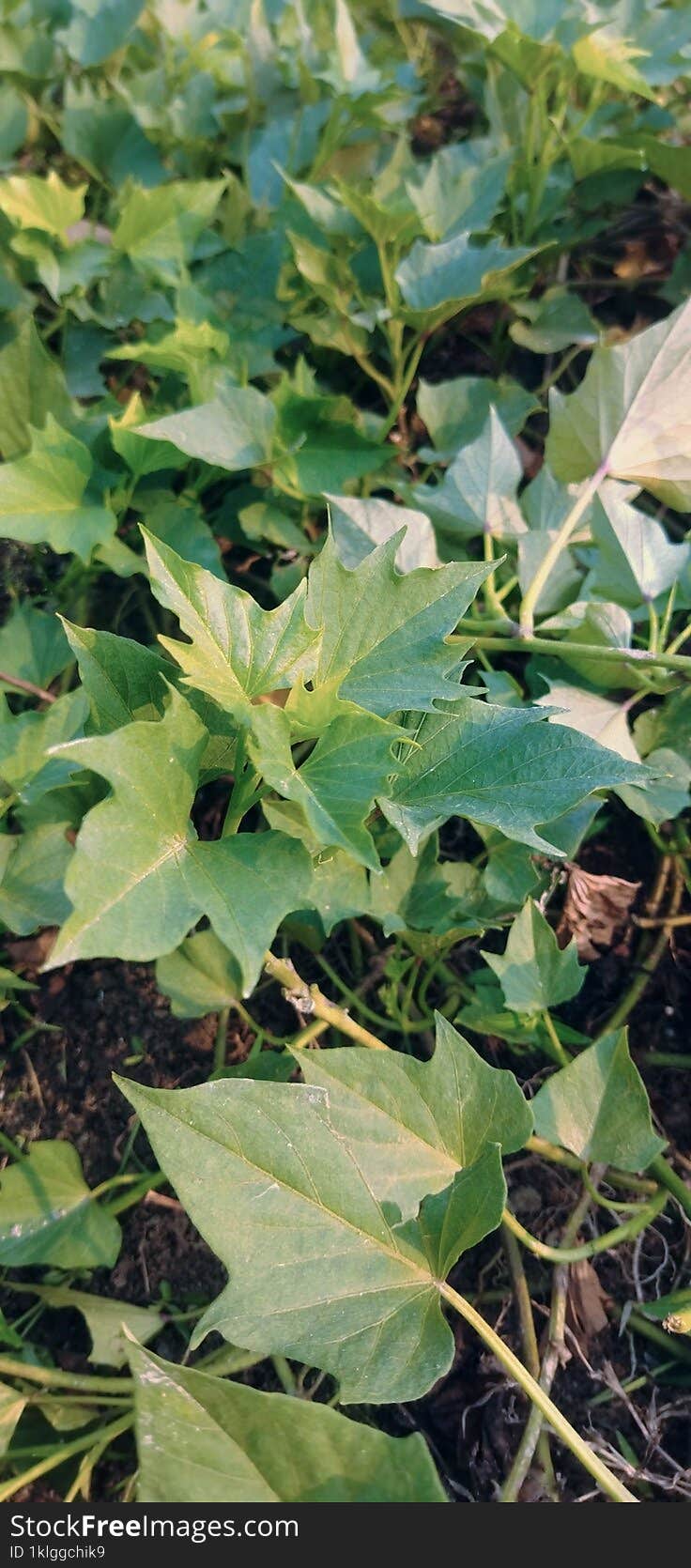 Beautiful vine leaves in the morning