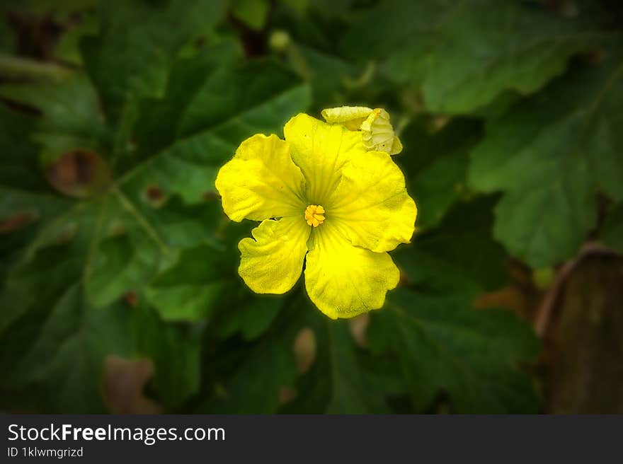 Discover the Beauty and Benefits of Bitter Melon Flower - A Comprehensive Guide