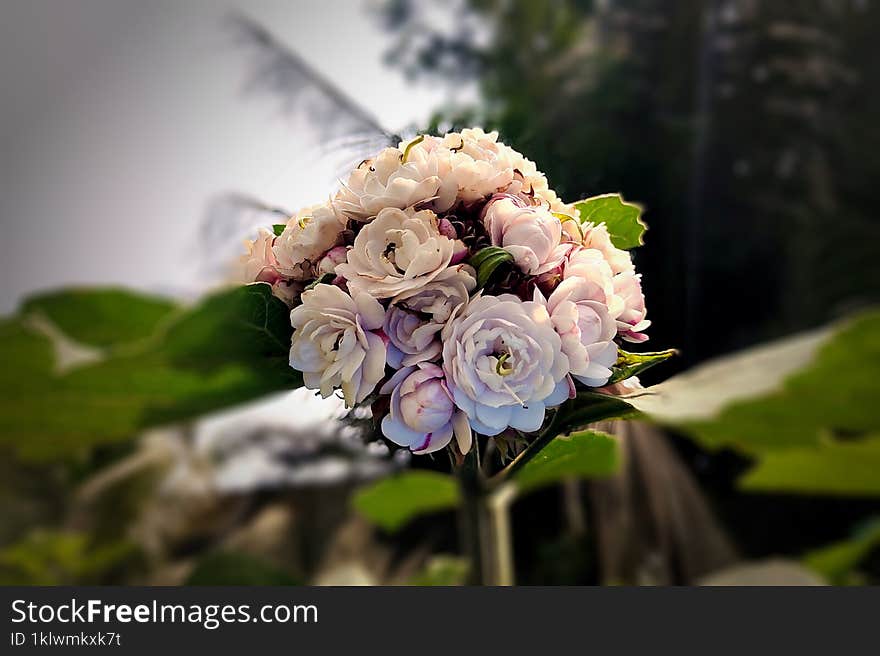 Discover the Beauty of Honolulu Rose Flowers Against a Lush Green Leaf Background