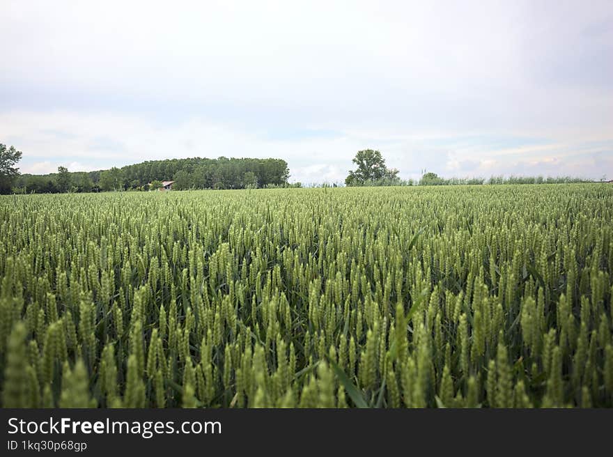 Cultivated field with a grove in the distance