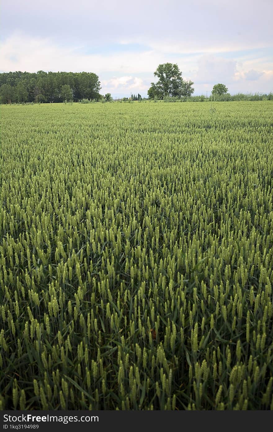 Cultivated field with a grove in the distance