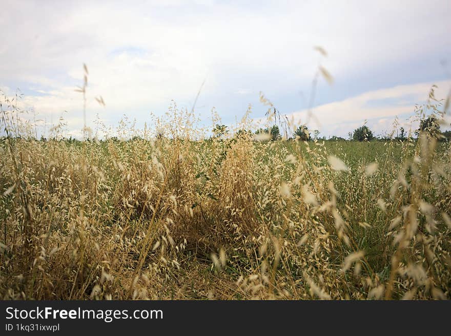 Cultivated field with a grove in the distance