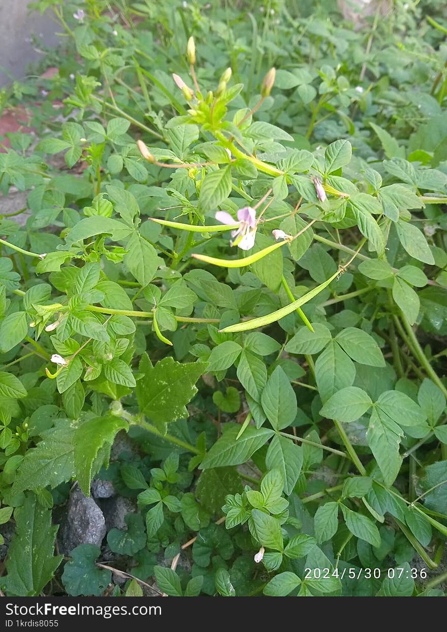 Beautiful Wild Plant Originating From Indonesia