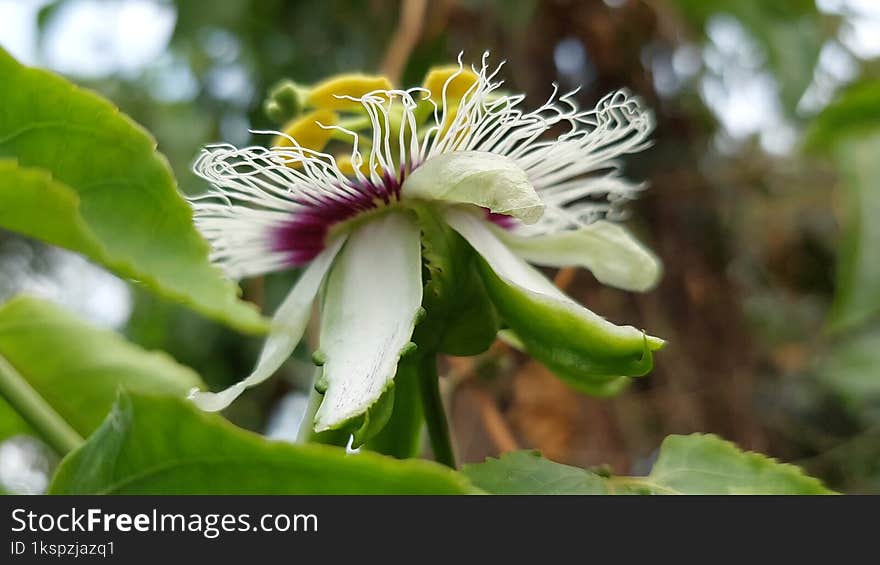 Passion fruit flowers are blooming