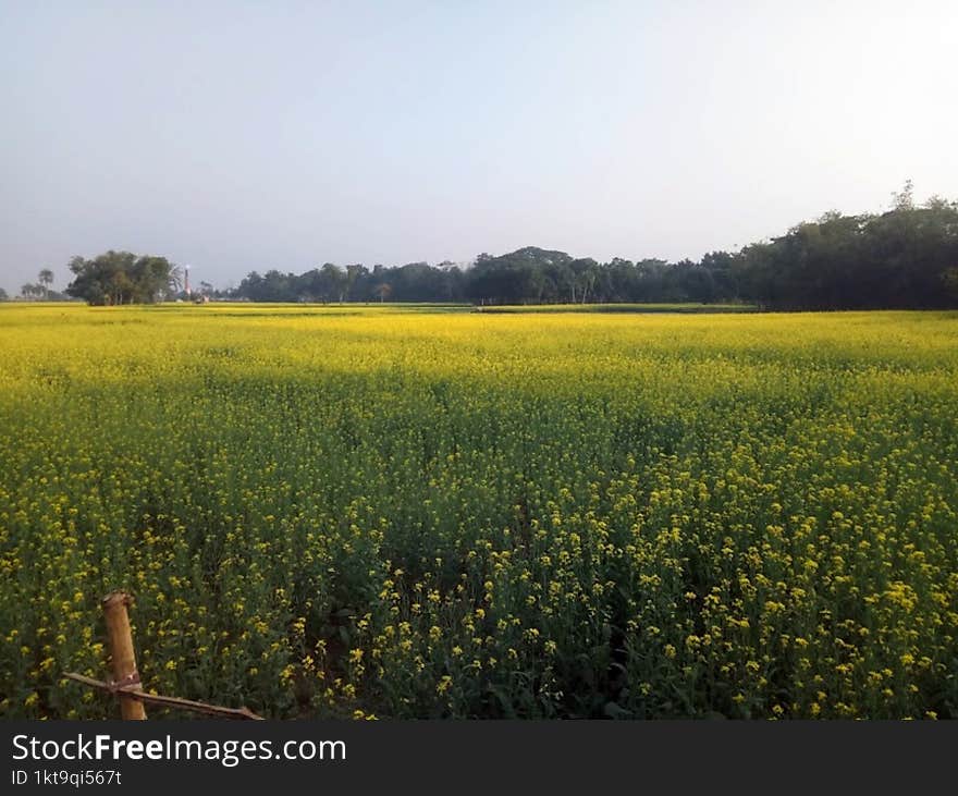 The Image Is Of A Field Of Yellow Flowers, Likely Mustard Plants, In A Vast Outdoor Landscape Under A Blue Sky. The Scene Captures